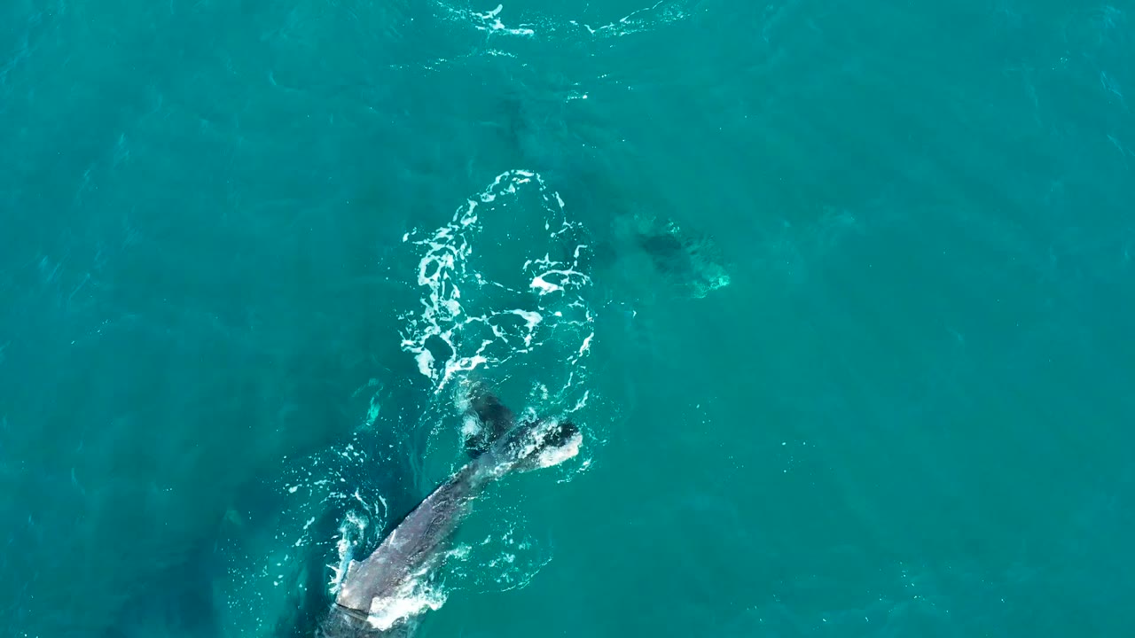 A humpback whale surfaces near the center of an overhead El Tule Los Cabos frame, with a dark back, bright white foam, and no visible people.