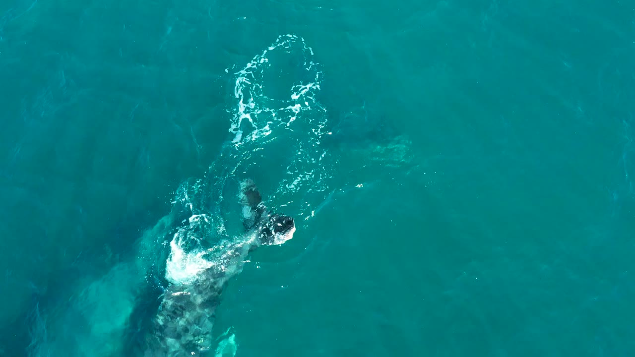 Overhead El Tule Los Cabos view of a humpback whale surfacing at the right side of the frame, with its pale submerged body visible and no visible people.
