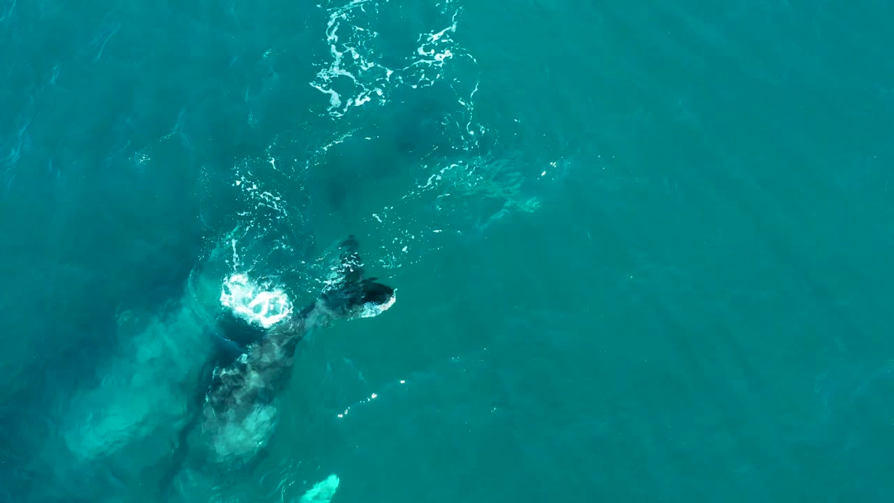 Submerged humpback whale under clear turquoise water with splash at surface