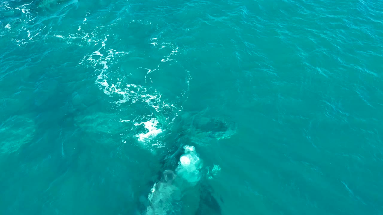 Overhead view of whales just below the turquoise ocean surface at El Tule Los Cabos, with white foam from surfacing and no visible people.