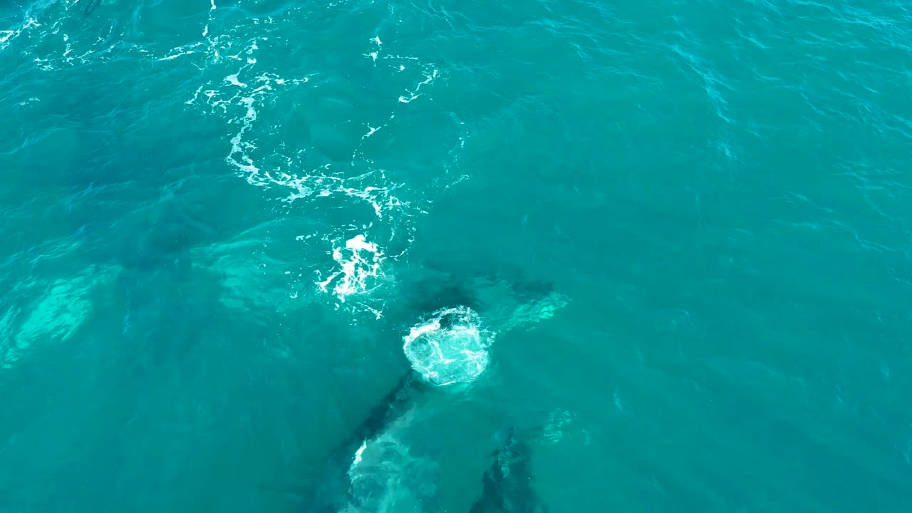 Dark whale shapes below clear water with a central splash.