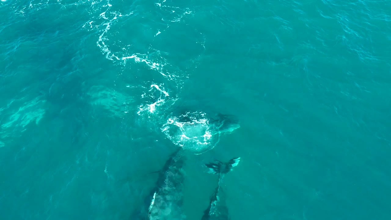 Overhead aerial frame from El Tule Los Cabos showing whale forms near the water surface with foam trails and no visible people.