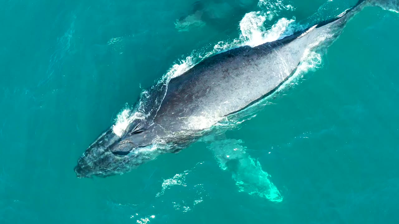 A humpback whale is seen from above near the surface in turquoise water at El Tule Los Cabos, with white splash along its body and no visible people.