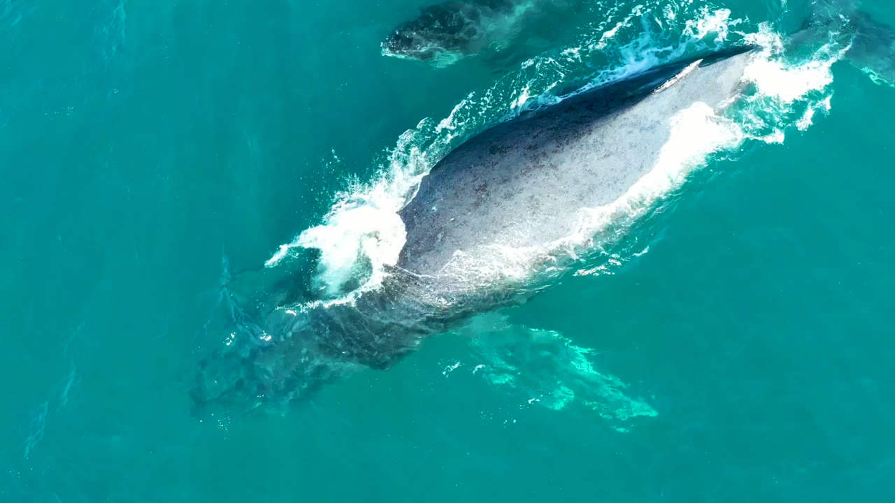Humpback whale viewed from above with water breaking around its back