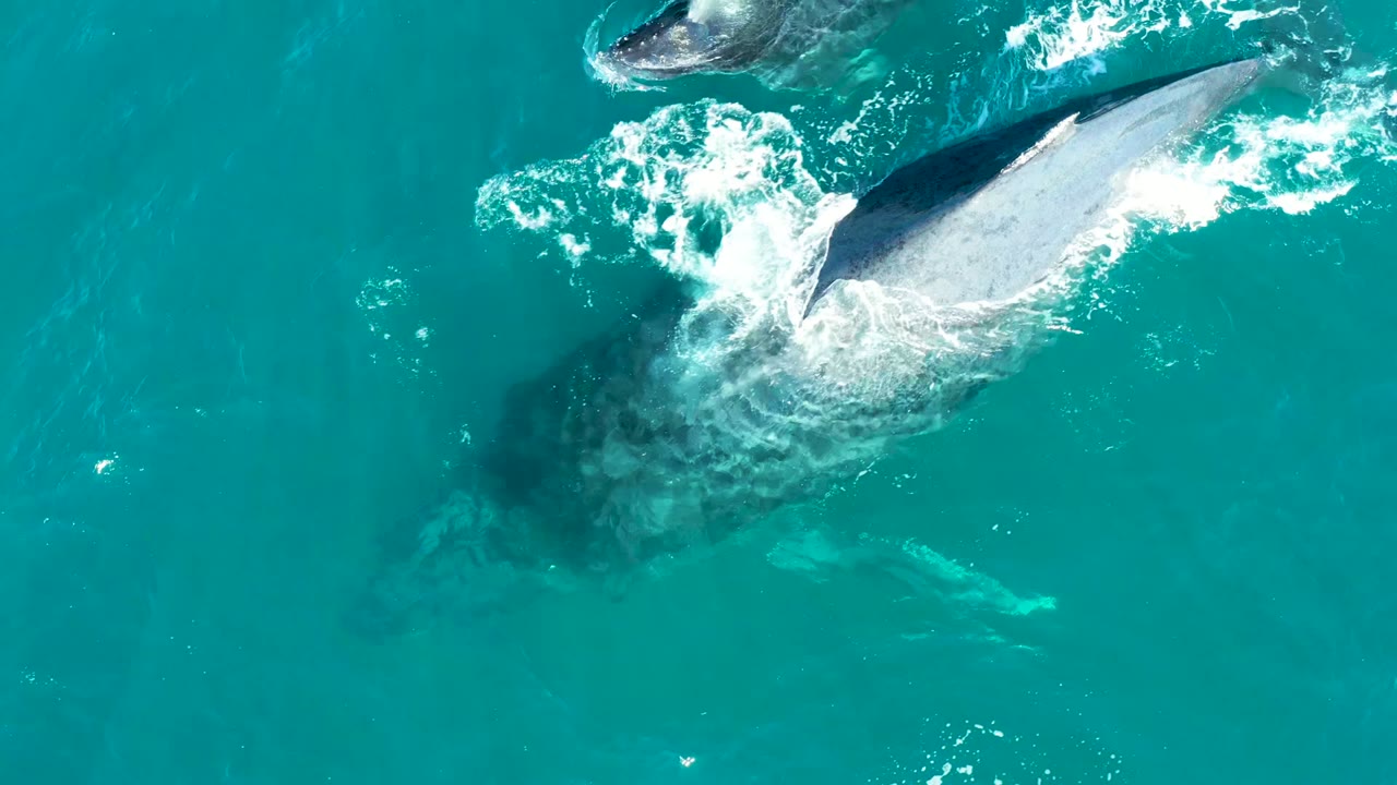 The humpback whale begins to slip under the turquoise ocean at El Tule Los Cabos, with white foam trailing near the back and no visible people.
