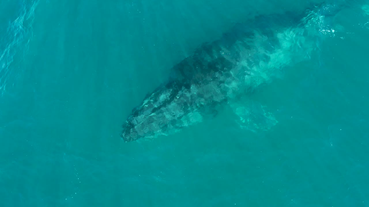 At El Tule Los Cabos, Mexico, a humpback whale appears as a dark submerged shape beneath clear turquoise water with no visible people.
