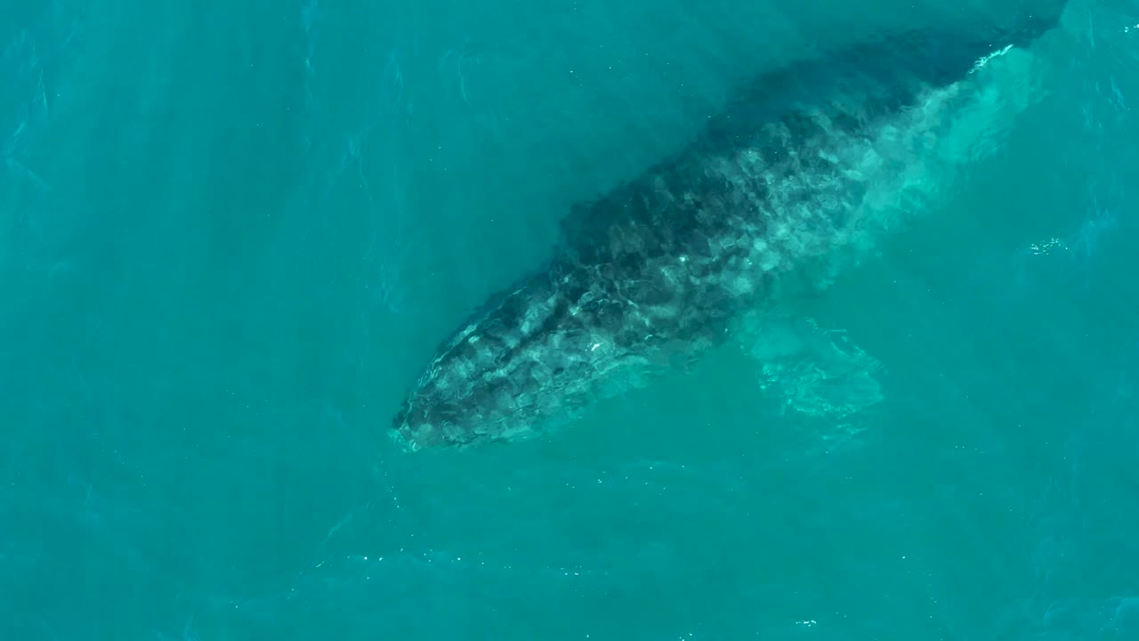 Humpback whale closer to the surface in clear water.