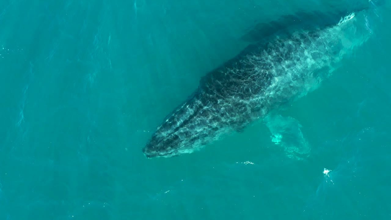 At El Tule Los Cabos, Mexico, the humpback whale moves through open turquoise water with its back and fin visible below the surface and no visible people.