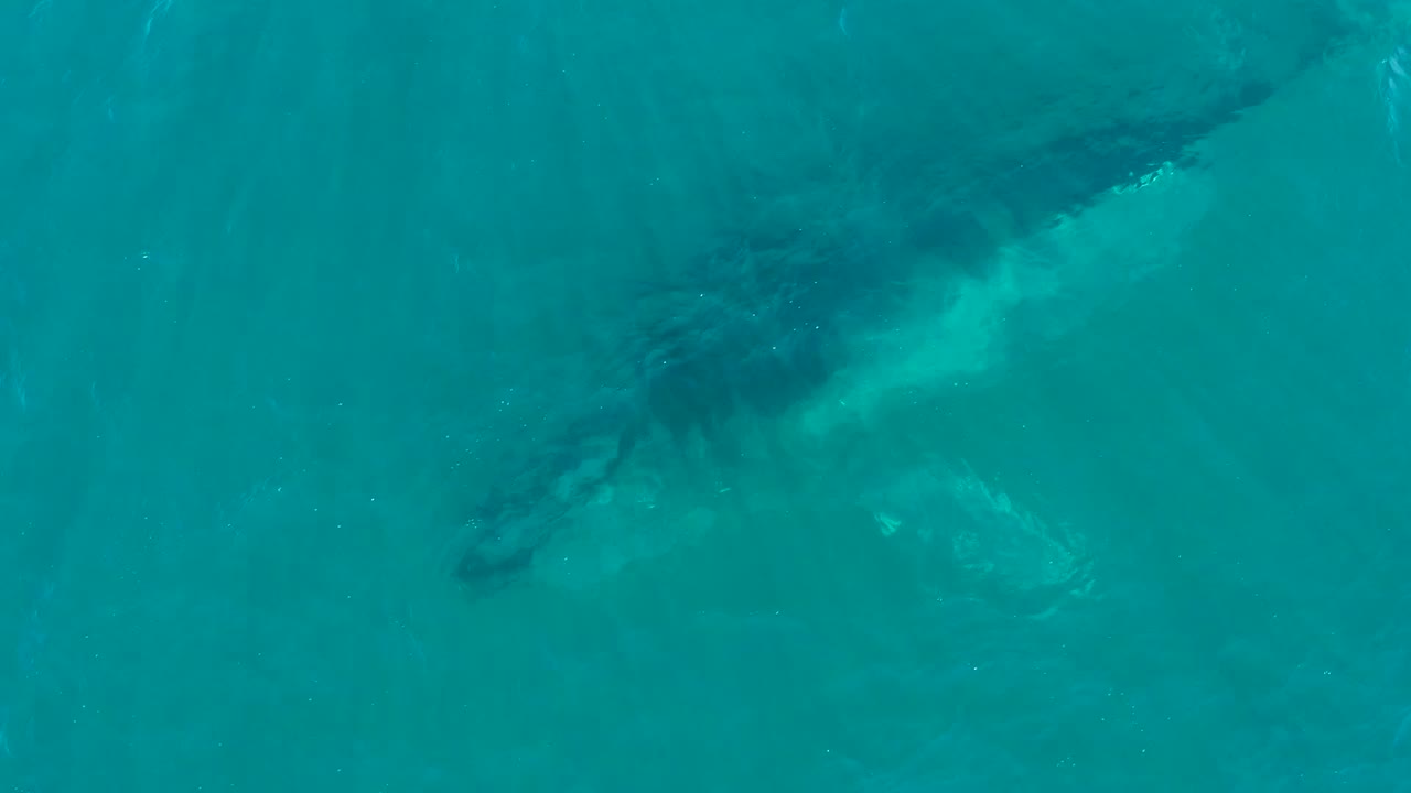 At 0:00, a humpback whale is seen from overhead beneath turquoise water at El Tule Los Cabos, with surface wash around its body and no visible people.