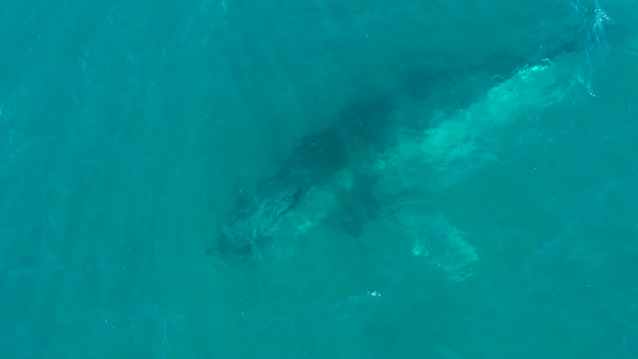 Whale body visible below clear blue-green water