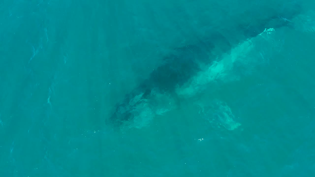 At 0:02, the overhead view shows the whale angled through turquoise water at El Tule Los Cabos, with its darker body fading into the surrounding surface texture and no visible people.