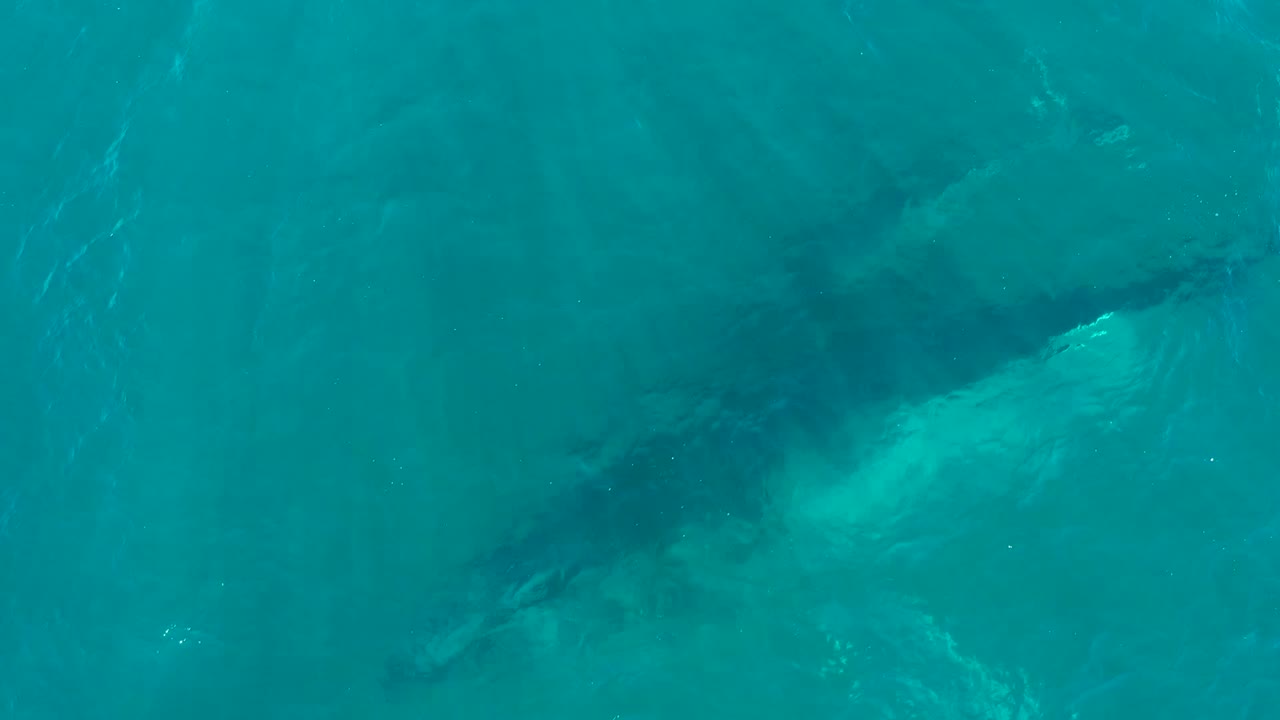 Overhead view of a humpback whale just below turquoise water at El Tule Los Cabos, with bright surface texture and no visible people.