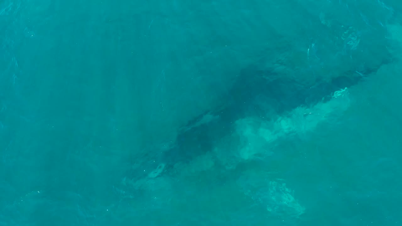 Whale body visible under clear turquoise water