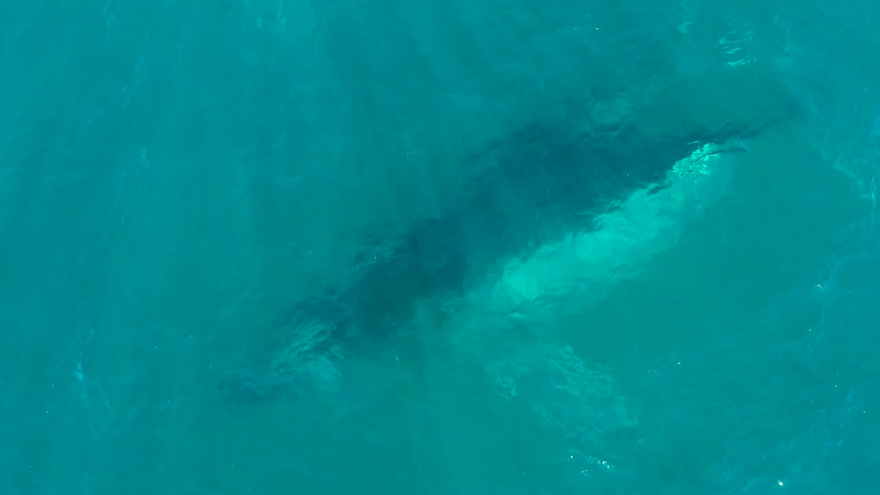 A top-down frame shows the humpback whale gliding under blue-green ocean water at El Tule Los Cabos, with the body partly softened by ripples and no visible people.