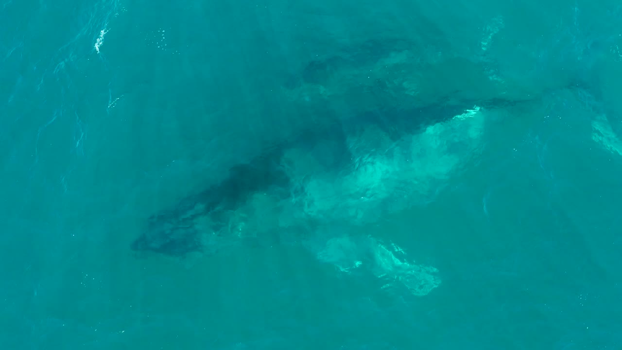 Overhead view of a humpback whale and calf beneath turquoise water at El Tule Los Cabos, with white surface wash near the calf and no visible people.