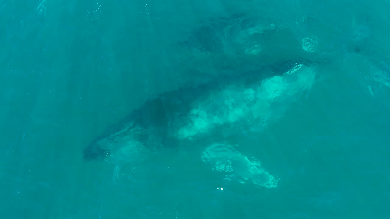 Adult humpback whale with calf swimming close below the surface.