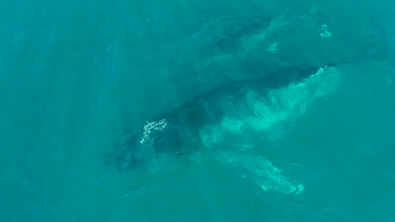 A top-down frame shows the adult humpback and calf shifted across the turquoise water at El Tule Los Cabos, with bright disturbed water along the whale bodies and no visible people.