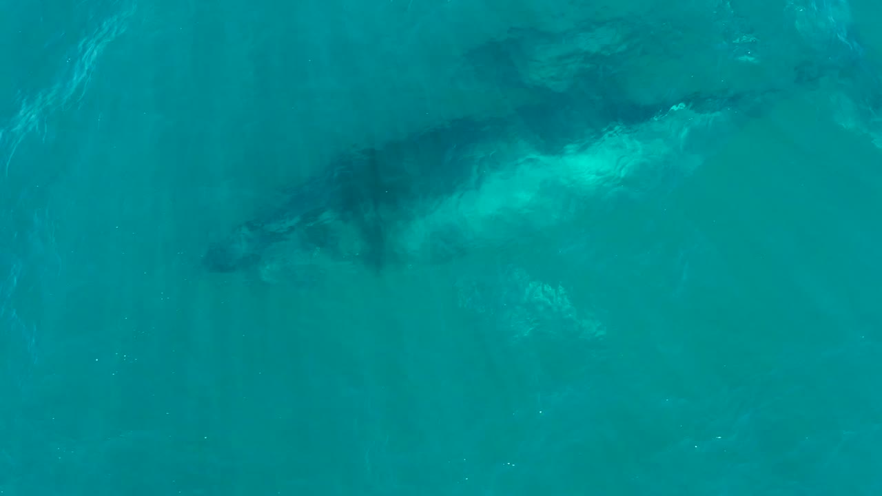 Overhead view of a humpback whale shape under turquoise water at El Tule Los Cabos, with soft surface texture and no visible people.