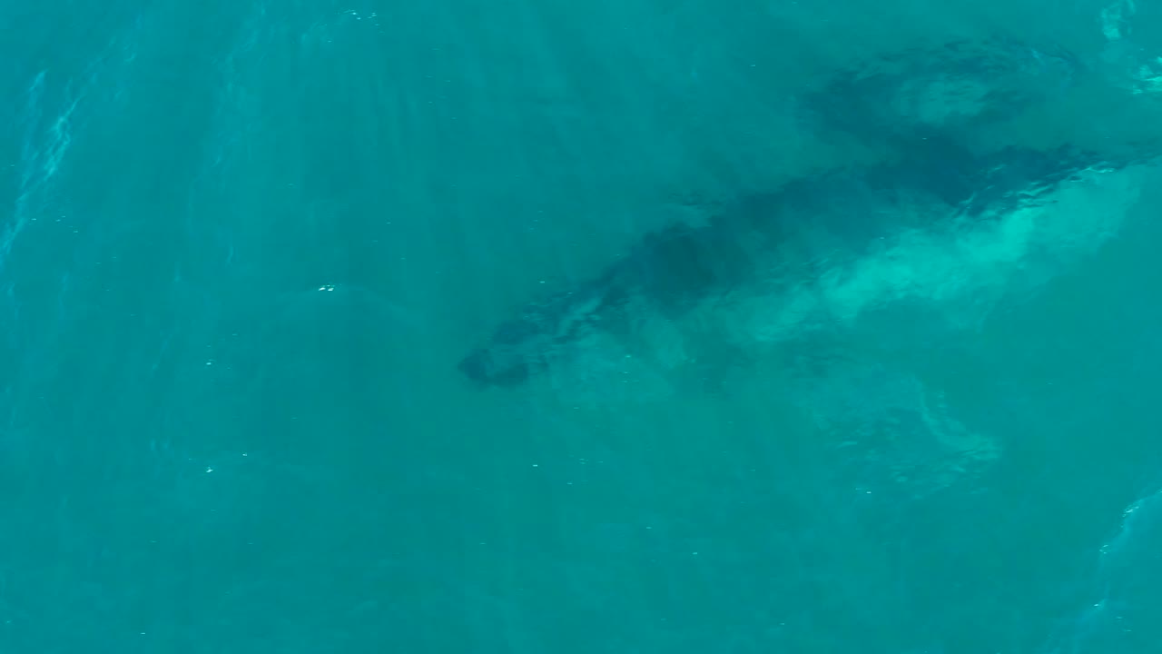 Dark whale body visible under clear blue-green water