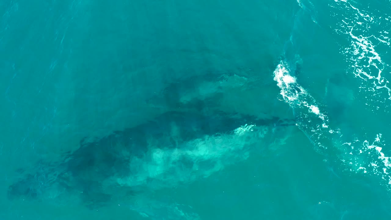 Overhead view of a whale just beneath turquoise water in El Tule Los Cabos, Mexico, with bright surface splashes near the upper edge and no visible people.