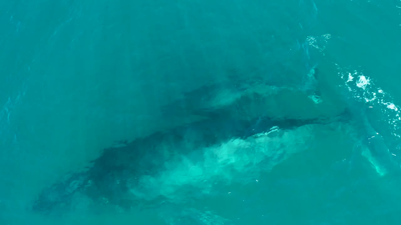 Whale shadow and pale turbulence under clear blue-green water.