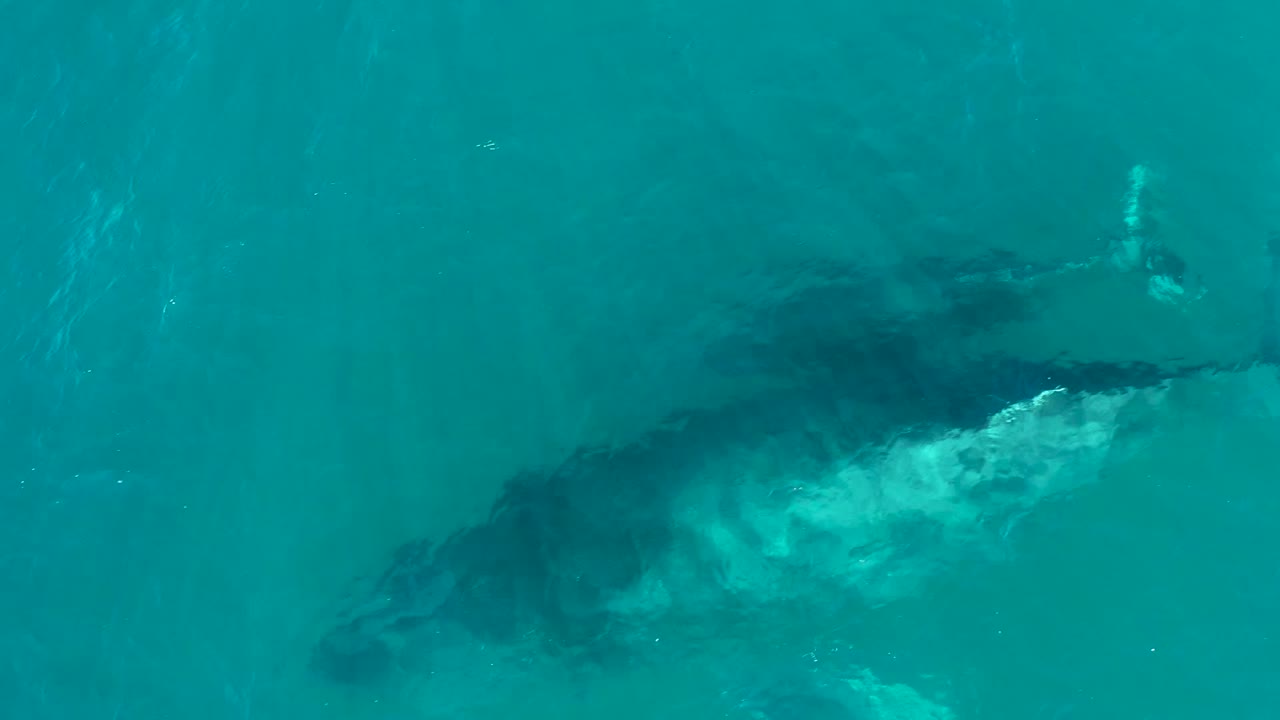 The whale sits toward the right side of the overhead frame in El Tule Los Cabos, Mexico, with bright water disturbance around its midsection and no visible people.