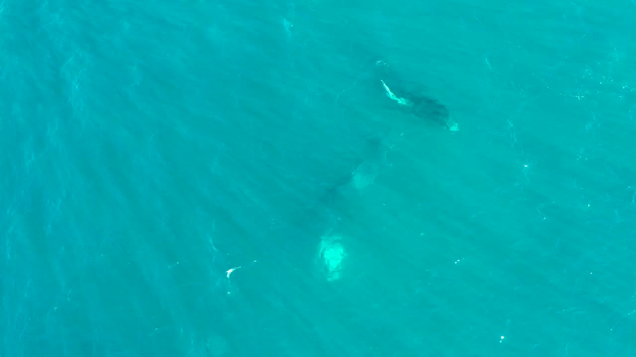 Overhead view at El Tule Los Cabos, Baja California Sur, with two whales faintly visible under turquoise water and no visible people.
