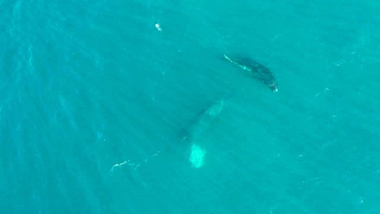 Whales moving through clear turquoise water