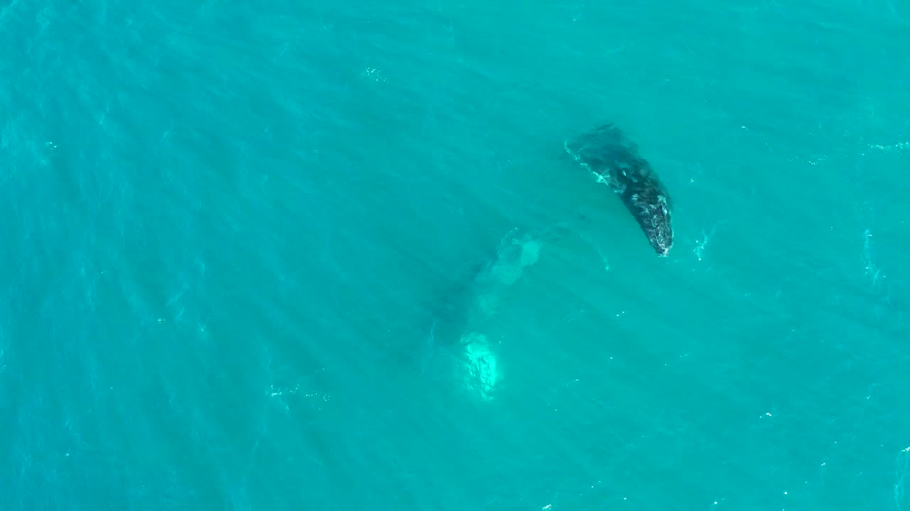 A darker whale appears near the upper right of the overhead ocean frame while a lighter underwater shape remains nearby, with no visible people in the shot.
