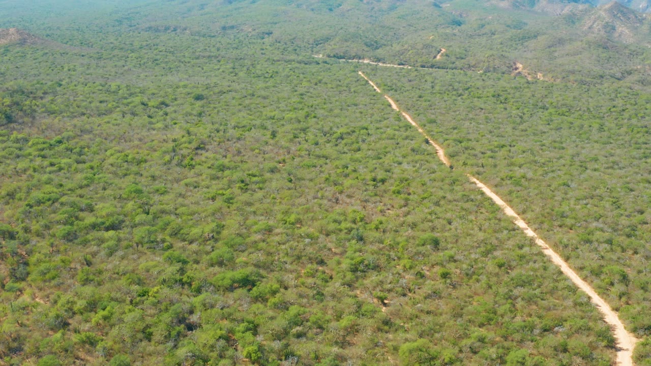 Diagonal dirt road crossing dense green vegetation