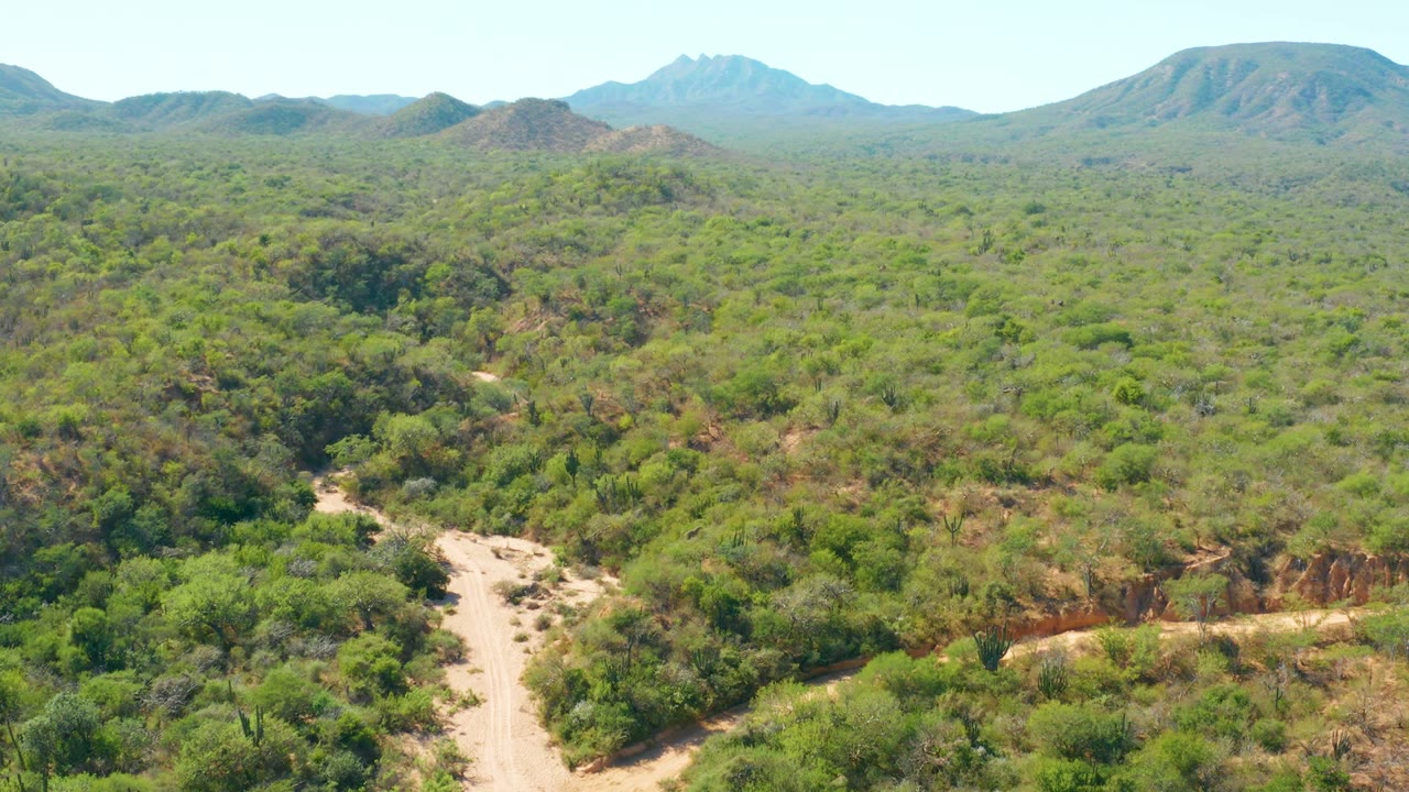Opening aerial frame over El Salado Viejo bushland, with a pale dirt path entering from the lower left, dense green vegetation, distant mountains, clear sky, and no visible people.