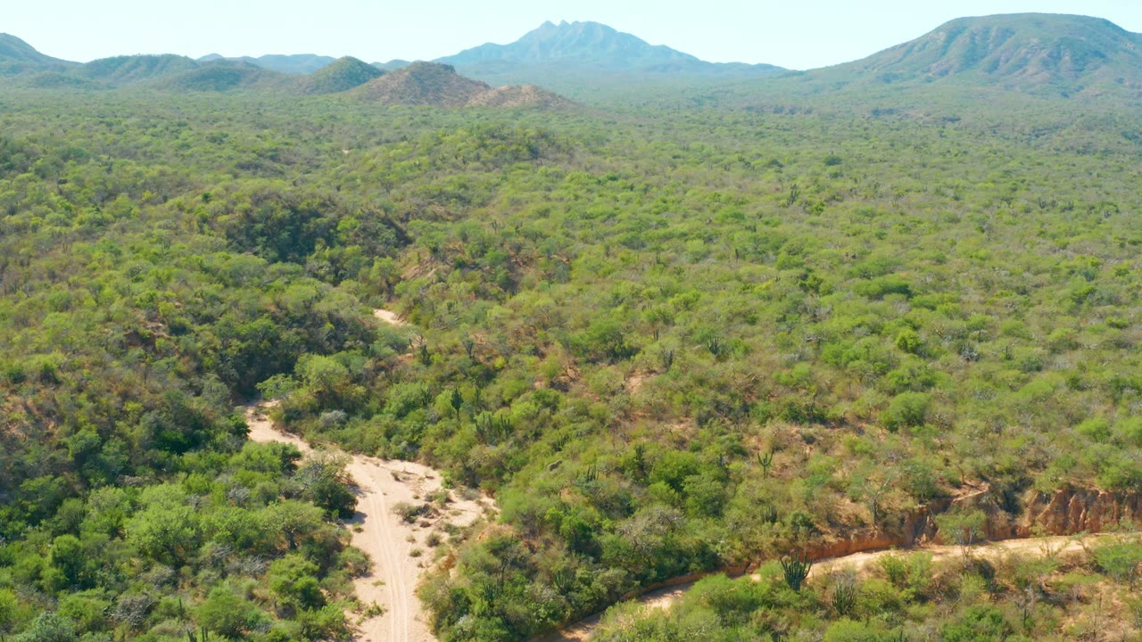 At 0:02, the aerial view looks across green scrub and a light dirt road, with a darker tree cluster near the road, distant Baja California Sur hills, and no visible people.