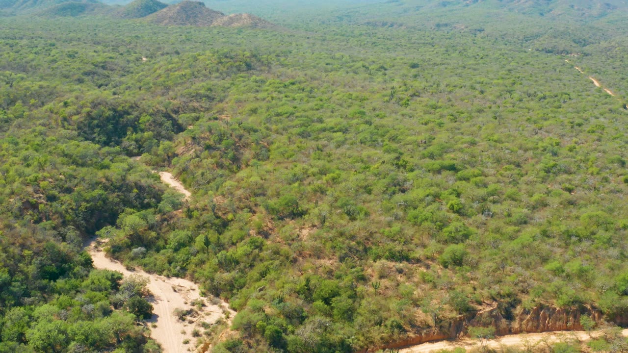 Opening aerial frame over El Salado Viejo Los Cabos, Mexico, showing a pale dirt path curving past green scrub, a sandy wash, distant low hills, and no visible people.