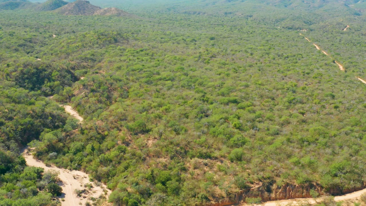 Aerial landscape with a pale dirt road threading through dense green vegetation.