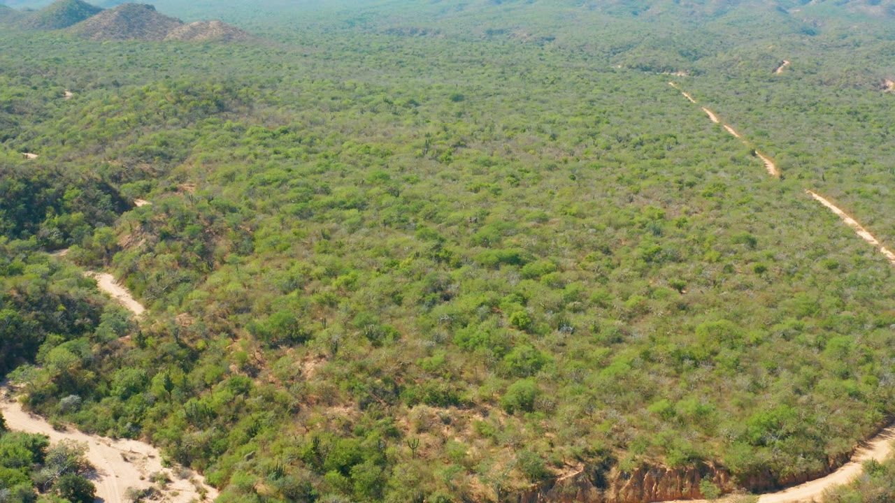 High aerial frame over El Salado Viejo Los Cabos, Mexico, where the pale track curves near a darker green wash area, with scrubland stretching to low hills and no visible people.