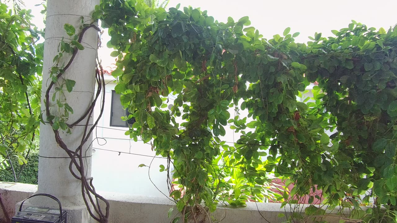 Leafy arch and vine-wrapped white column in bright outdoor light.