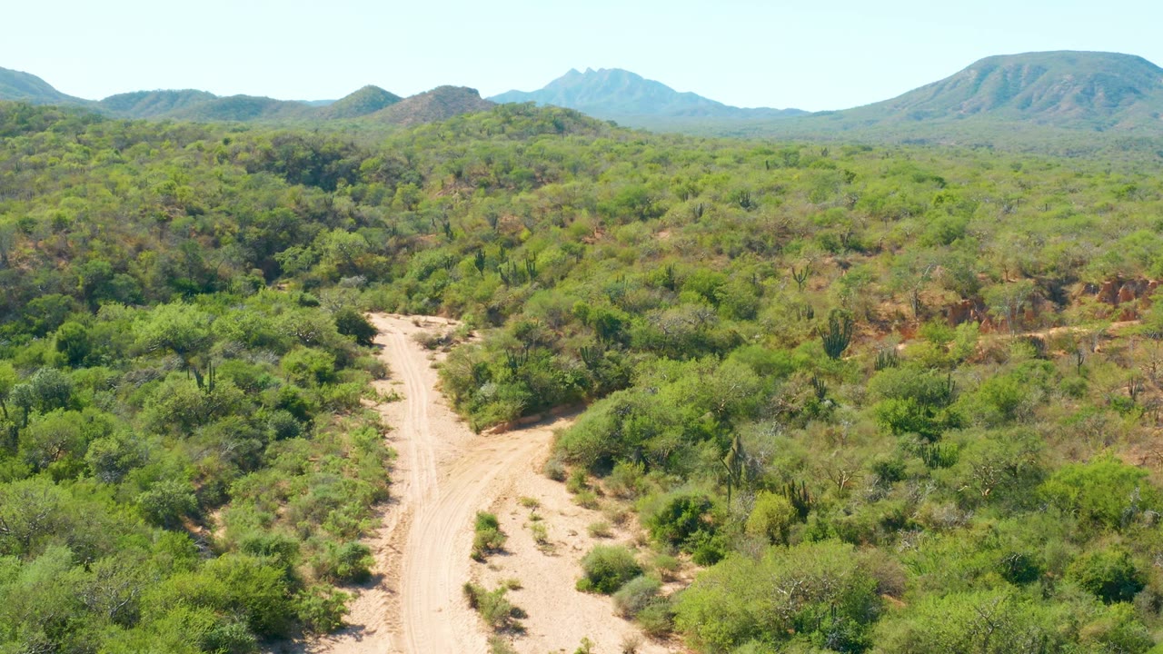 Aerial frame over El Salado Viejo Los Cabos bushland, with a sandy dirt road entering from the lower left, distant mountains on the horizon, clear sky, and no visible people.
