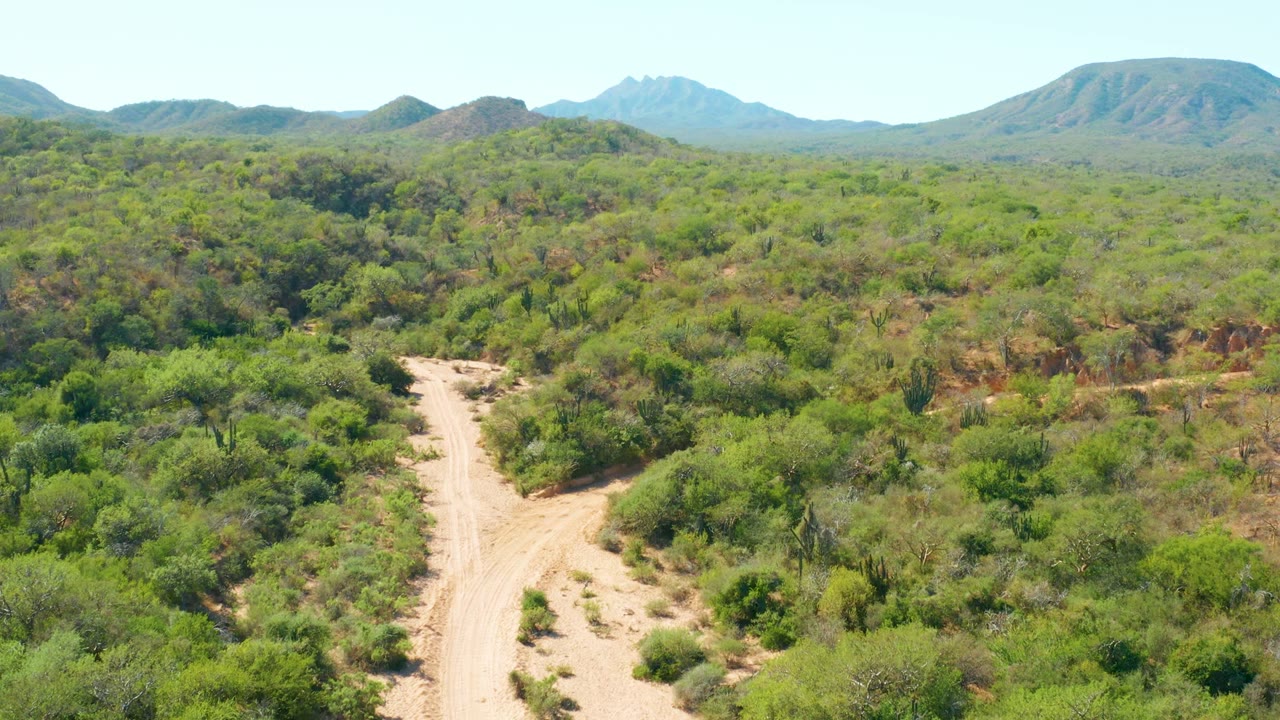 Dirt road and dense green vegetation seen from above with rounded hills in the distance.