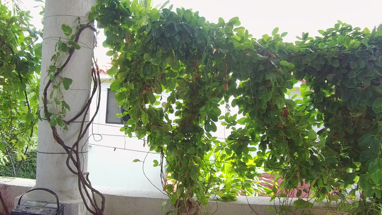Dense leaves hanging across a white exterior wall