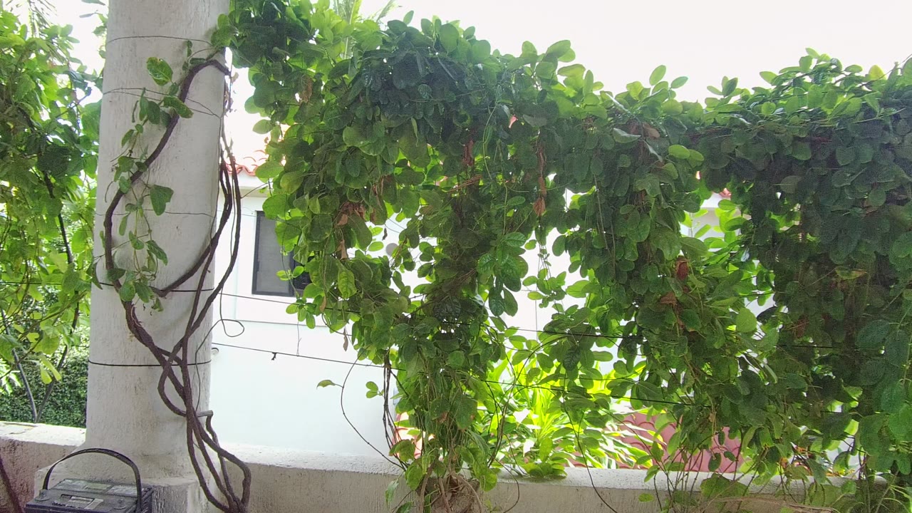 Dense foliage hanging across a white balcony with a pillar at left.