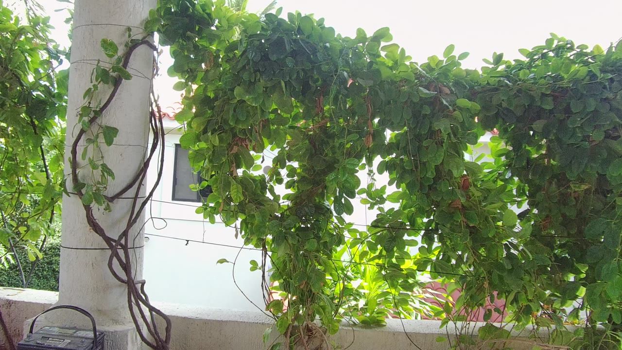 Opening frame of dense green vines hanging over a white column and wall in Los Cabos, Baja California Sur, with bright daylight behind and no visible people.