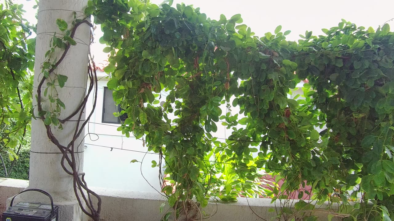 Opening frame of green vines wrapped around a white column in Los Cabos, with a pale building wall and window partly visible behind the leaves and no visible people.