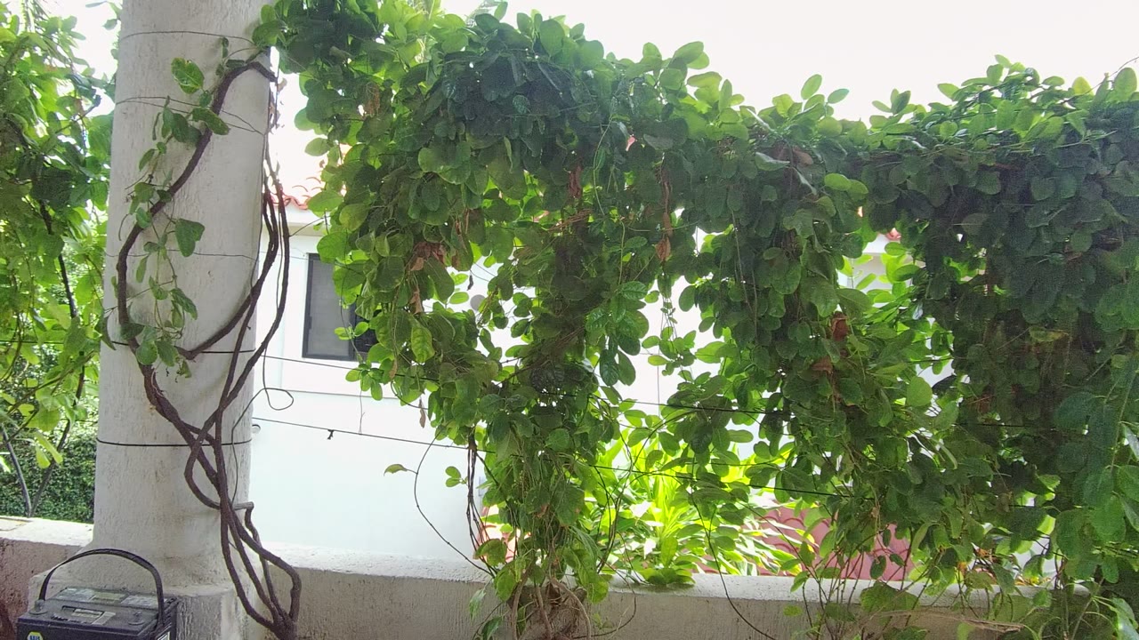Dense green leaves draped across a white column outdoors.