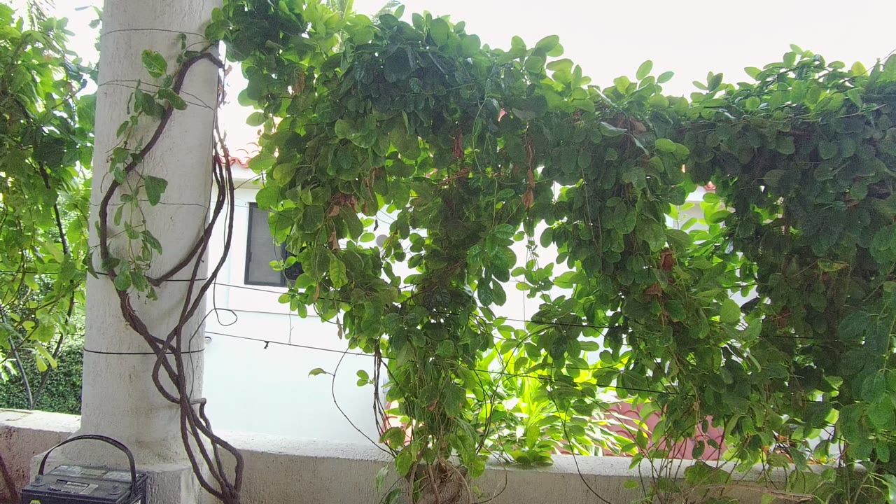 The vine mass stays draped across the white column and balcony in Los Cabos, with the background window more visible at the left edge and no visible people.