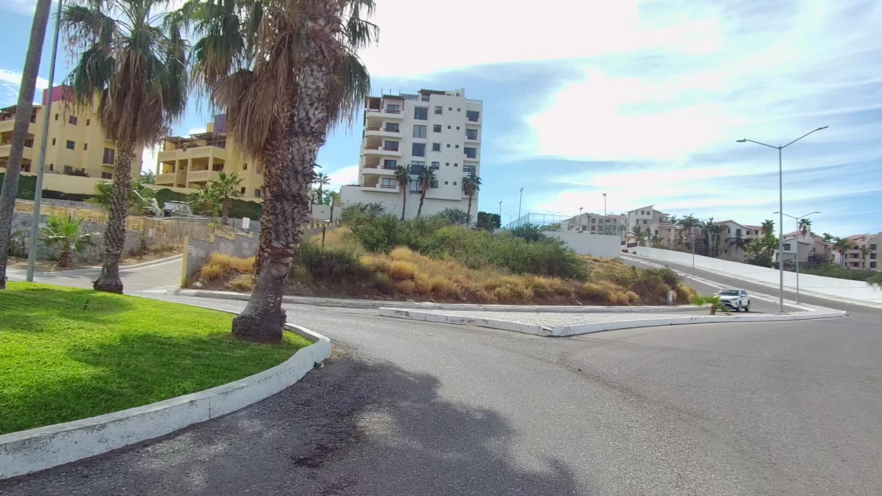 Palm-lined residential road with dry grass and buildings beyond the curb
