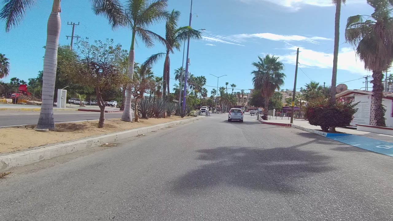 Vehicle view down a road with palms and landscaped sidewalks