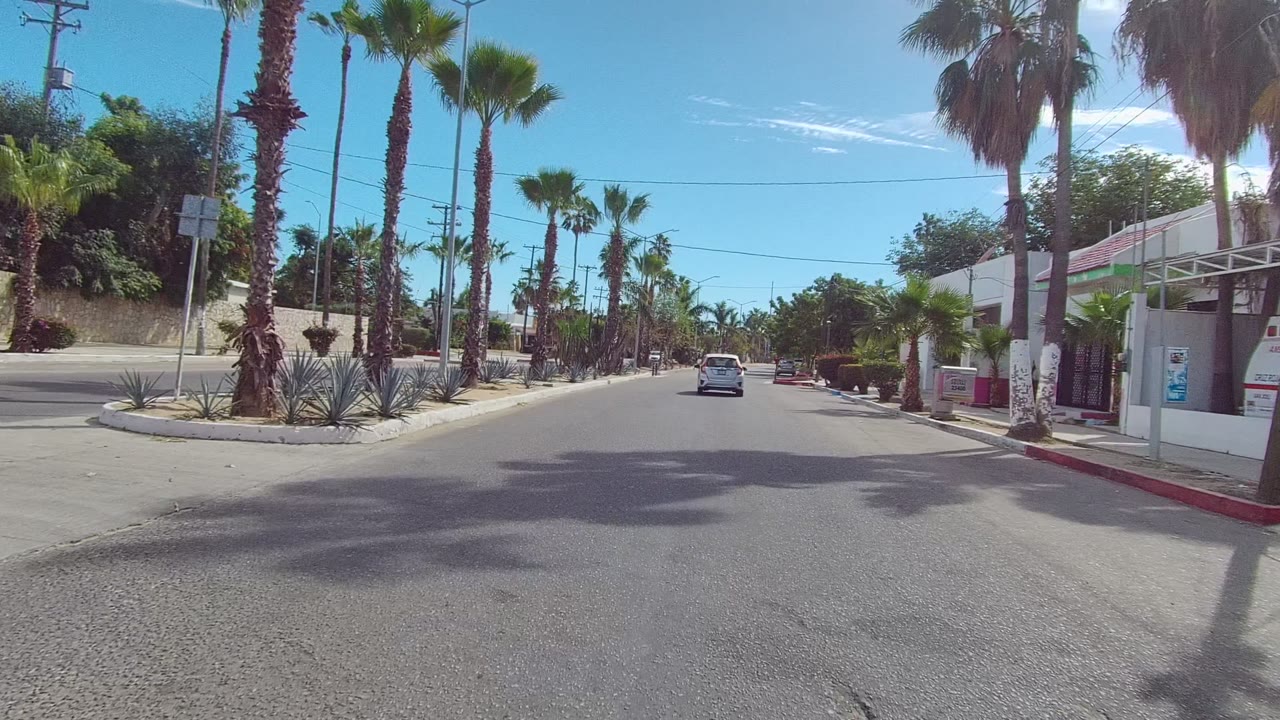 Street-level view in Los Cabos, Baja California Sur with palms on both sides, a white building at right, red curb markings, a car ahead, and no visible people.