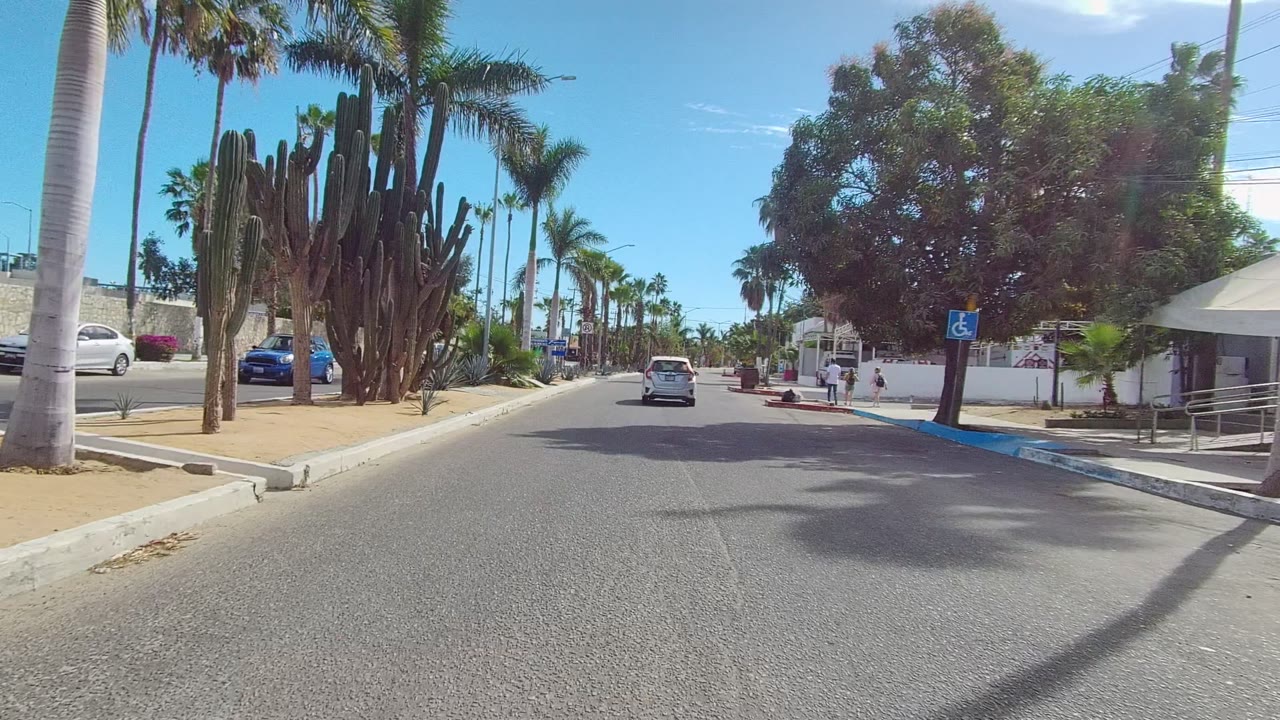 Road passing tall cacti, palms, a blue accessible parking sign, and a white wall.
