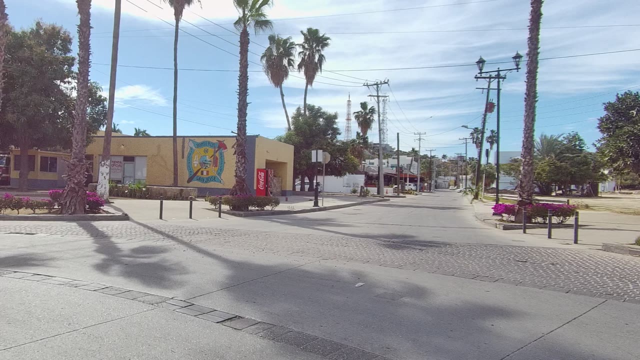 Street-level view past palms, a beige building, flower beds, and road shadows.