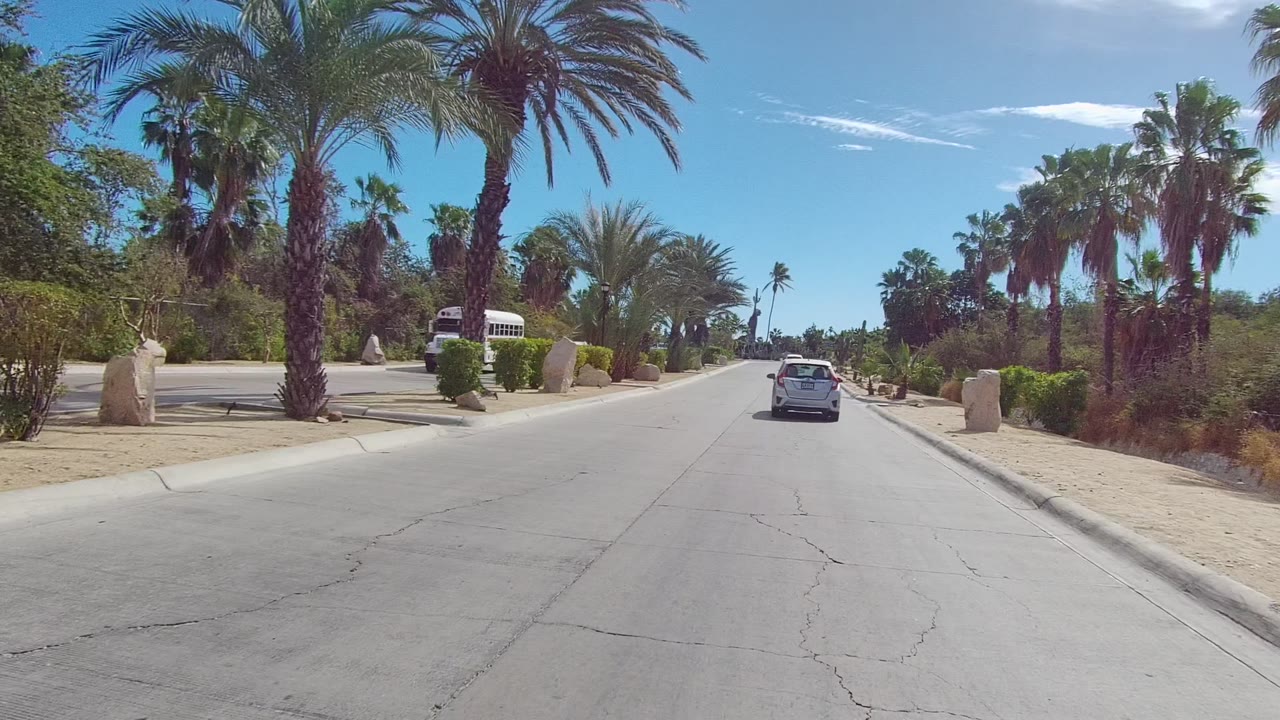 White car on a palm-lined street with a bus visible at the roadside.